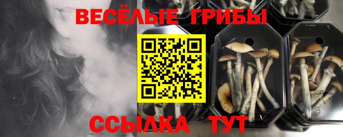 Удомля  цена   Вход с VPN  Псилоцибиновые грибы MAGIC MUSHROOMS 