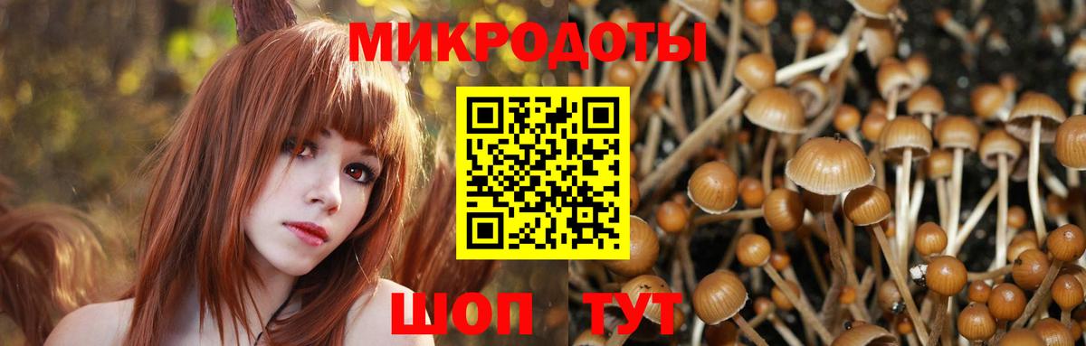 Галлюциногенные грибы Psilocybe Удомля